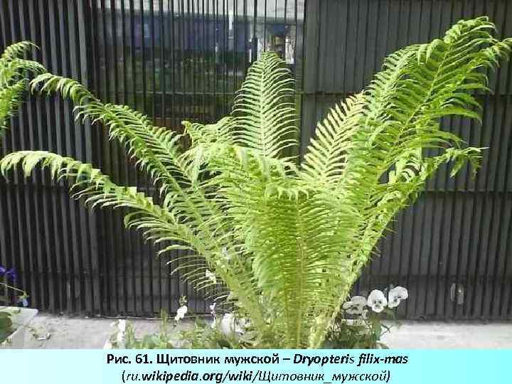  Рис. 61. Щитовник мужской – Dryopteris filix-mas (ru. wikipedia. org/wiki/Щитовник_мужской) 