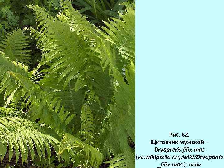 Рис. 62. Щитовник мужской – Dryopteris filix-mas (en. wikipedia. org/wiki/Dryopteris _filix-mas ): вайи 