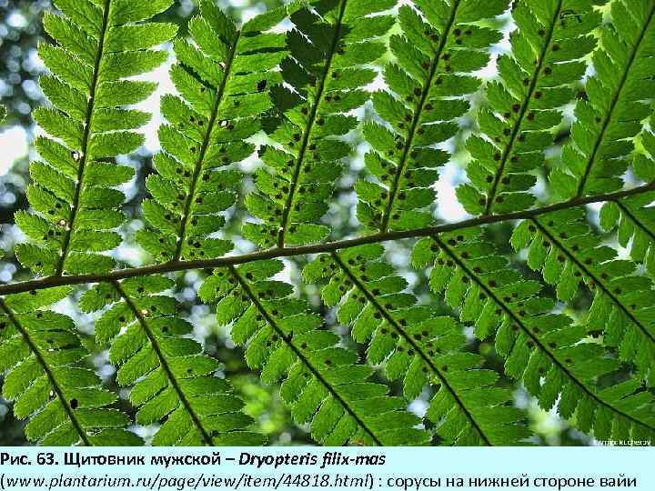 Рис. 63. Щитовник мужской – Dryopteris filix-mas (www. plantarium. ru/page/view/item/44818. html) : cорусы на