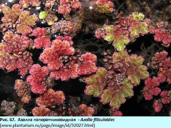 Рис. 67. Азоллa папоротниковидная - Azolla filiculoides (www. plantarium. ru/page/image/id/32027. html) 