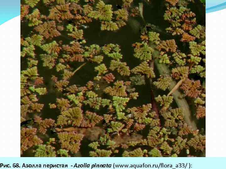 Рис. 68. Азоллa перистая - Azolla pinnata (www. aquafon. ru/flora_a 33/ ): 