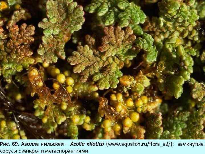 Рис. 69. Азолла нильская – Azolla nilotica (www. aquafon. ru/flora_a 2/): замкнутые сорусы с