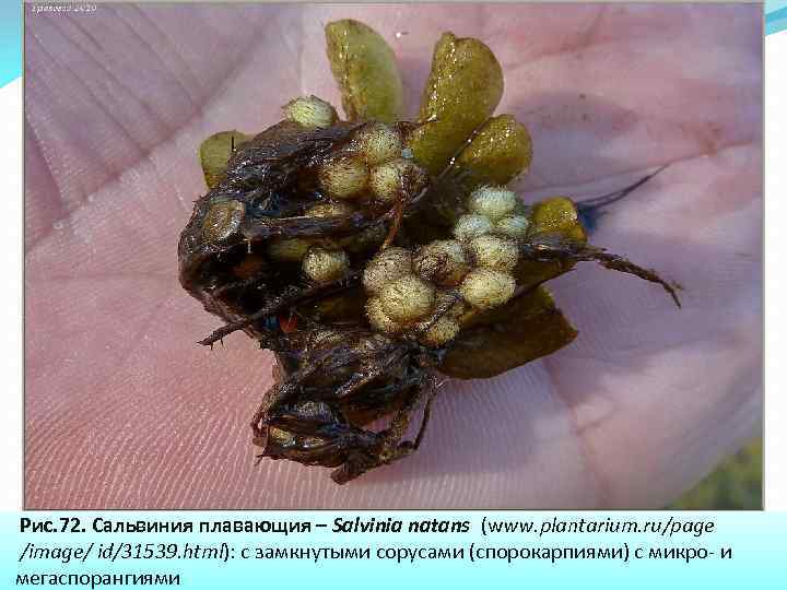 Рис. 72. Сальвиния плавающия – Salvinia natans (www. plantarium. ru/page /image/ id/31539. html): с