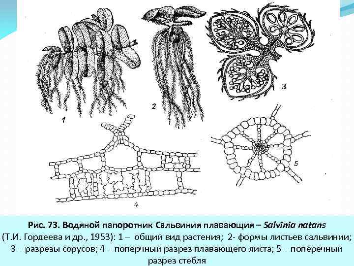 Сальвиния плавающая жизненный цикл схема