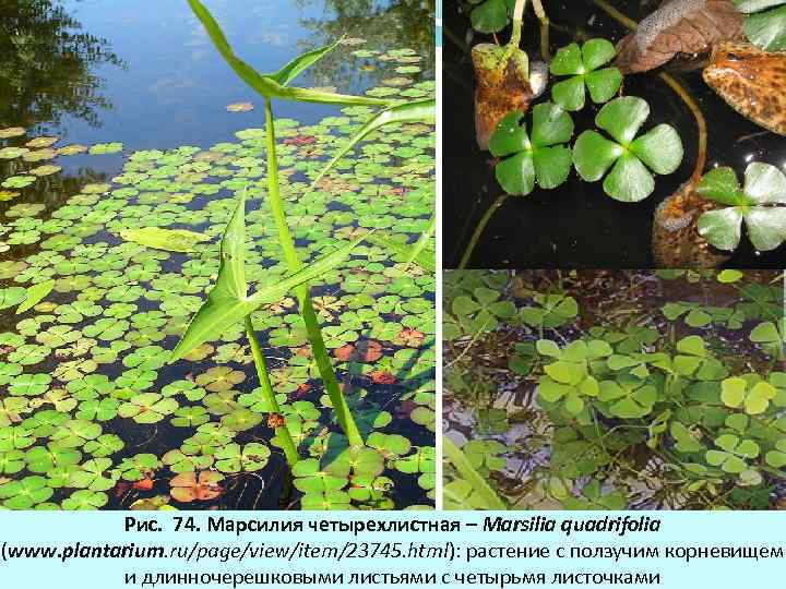 Рис. 74. Марсилия четырехлистная – Marsilia quadrifolia (www. plantarium. ru/page/view/item/23745. html): растение с ползучим