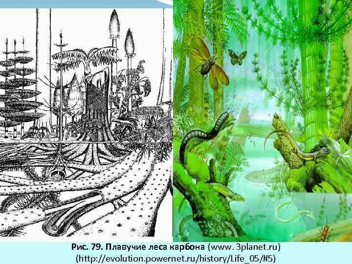 Рис. 79. Плавучие леса карбона (www. 3 planet. ru) (http: //evolution. powernet. ru/history/Life_05/#5) 