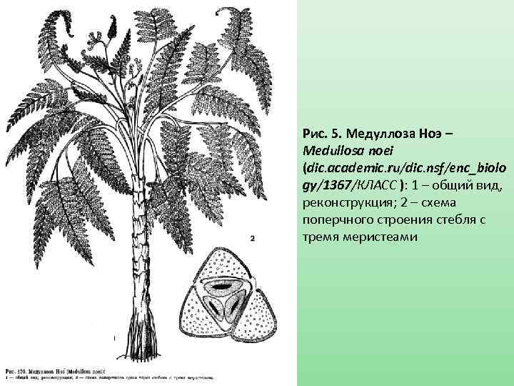 На рисунке изображен медуллоза ноэ семенной папоротник вымершее около 270 млн лет назад растение