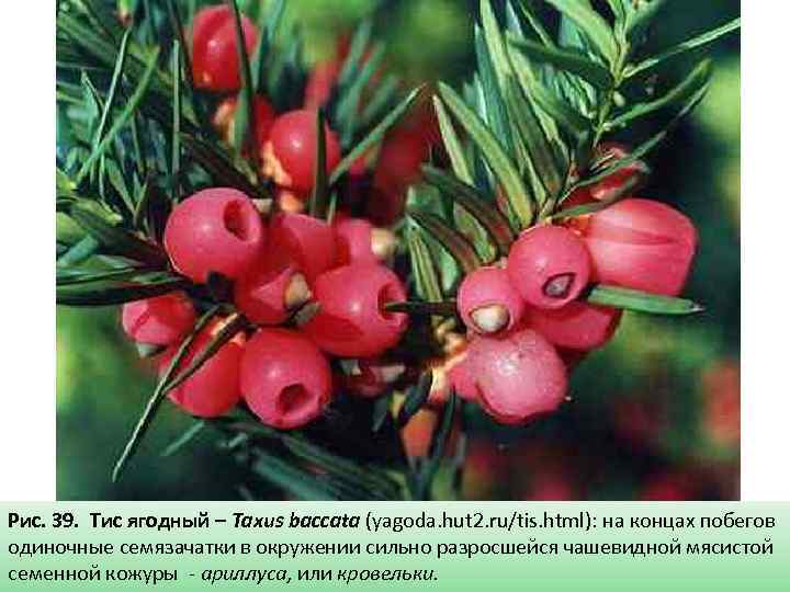 Рис. 39. Тис ягодный – Taxus baccata (yagoda. hut 2. ru/tis. html): на концах