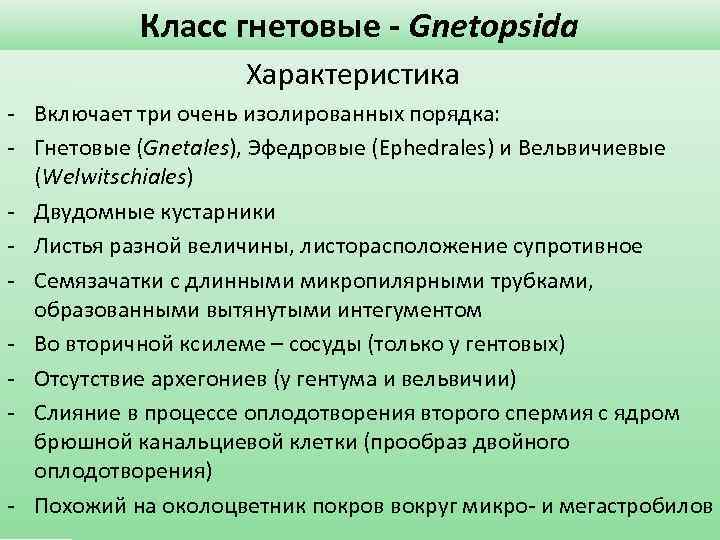 Класс гнетовые - Gnetopsida Характеристика - Включает три очень изолированных порядка: - Гнетовые (Gnetales),