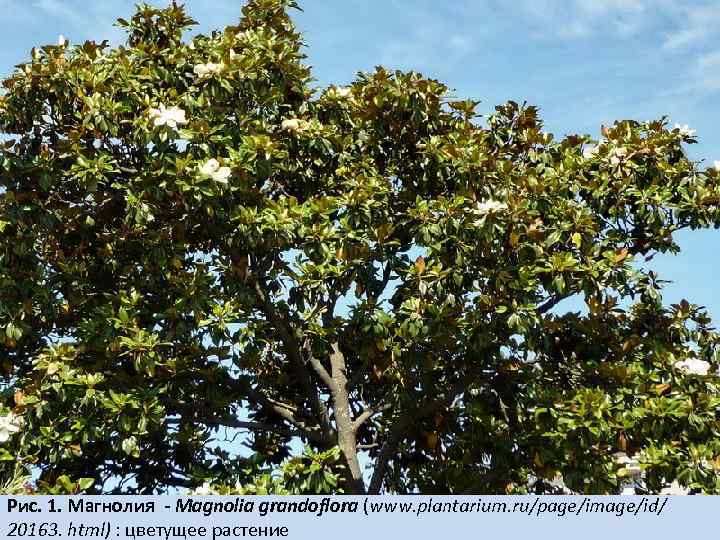 Рис. 1. Магнолия - Magnolia grandoflora (www. plantarium. ru/page/image/id/ 20163. html) : цветущее растение