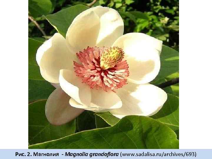 Рис. 2. Магнолия - Magnolia grandoflora (www. sadalisa. ru/archives/693) 