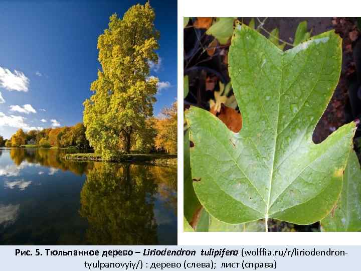  Рис. 5. Тюльпанное дерево – Liriodendron tulipifera (wolffia. ru/r/liriodendrontyulpanovyiy/) : дерево (слева); лист
