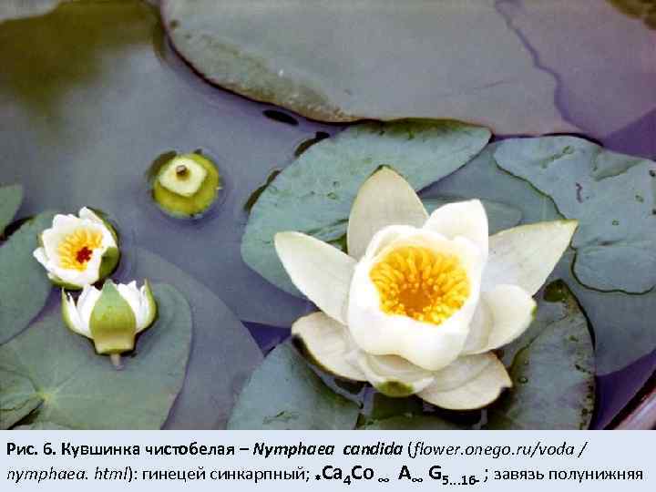 Рис. 6. Кувшинка чистобелая – Nymphaea candida (flower. onego. ru/voda / nymphaea. html): гинецей