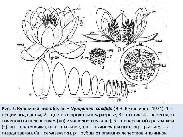 Рис. 7. Кувшинка чистобелая – Nymphaea candida (В. Н. Вехов и др. , 1974):