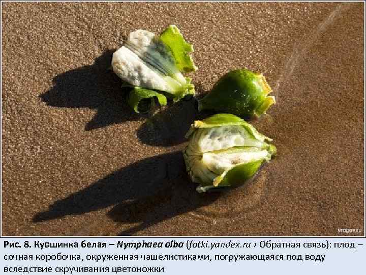 Рис. 8. Кувшинка белая – Nymphaea alba (fotki. yandex. ru › Обратная связь): плод