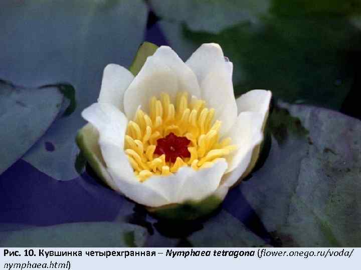 Рис. 10. Кувшинка четырехгранная – Nymphaea tetragona (flower. onego. ru/voda/ nymphaea. html) 