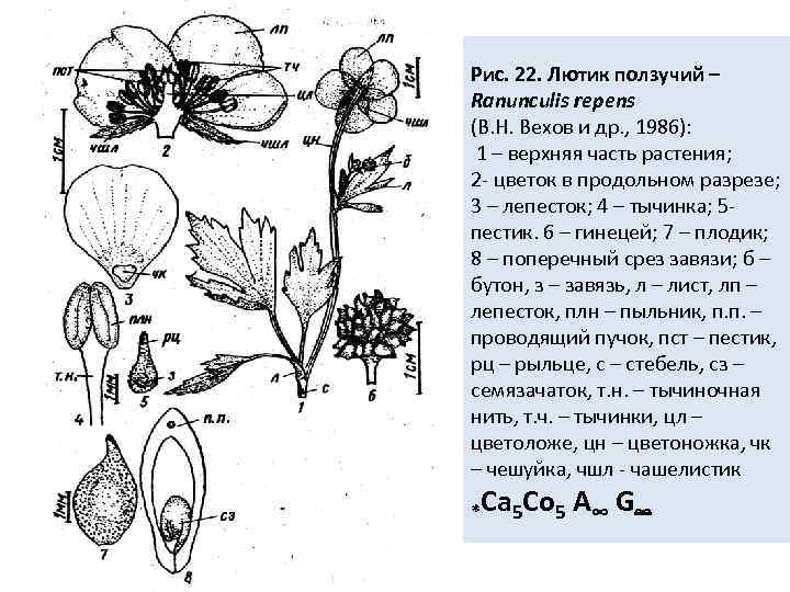 Схема цветка лютика