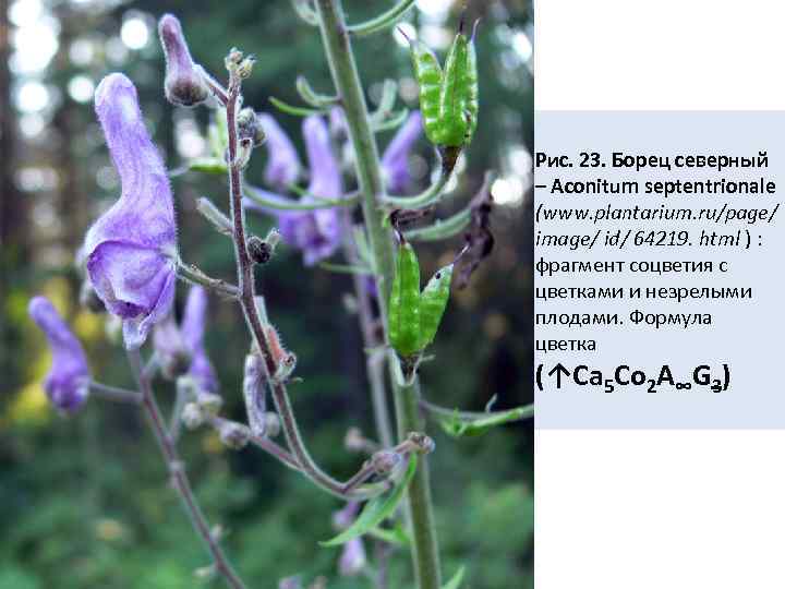 Рис. 23. Борец северный – Aconitum septentrionale (www. plantarium. ru/page/ image/ id/ 64219. html