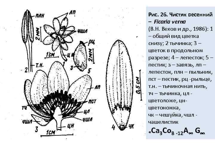 Рис. 26. Чистяк весенний – Ficaria verna (В. Н. Вехов и др. , 1986):