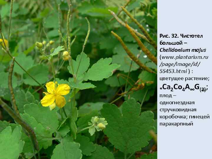 Рис. 32. Чистотел большой – Chelidonium majus (www. plantarium. ru /page/image/id/ 55453. html )
