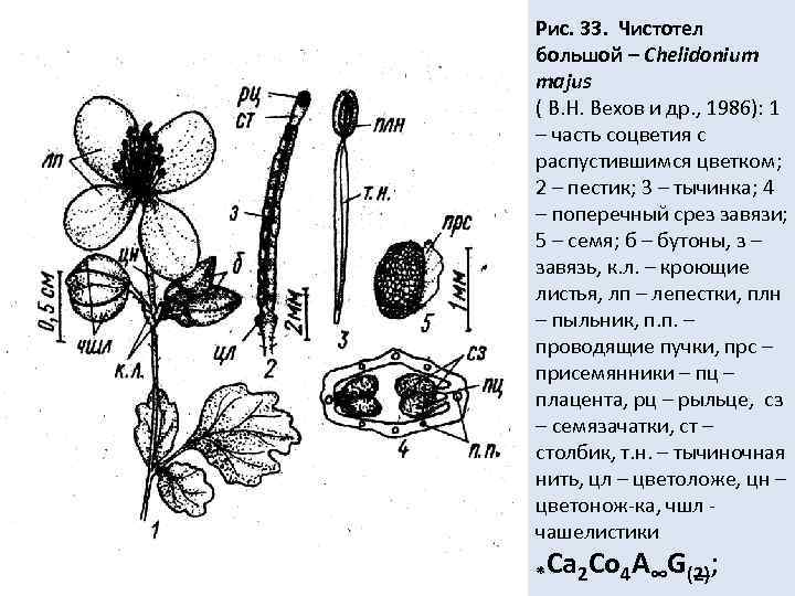 Рисунок чистотела растения