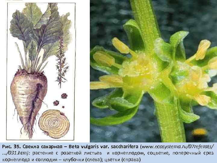 Рис. 35. Свекла сахарная – Beta vulgaris var. saccharifera (www. ecosystema. ru/07 referats/. .