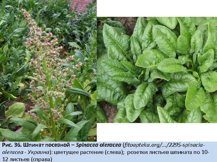 Рис. 36. Шпинат посевной – Spinacea oleracea (fitoapteka. org/. . . /2295 -spinaciaoleracea -