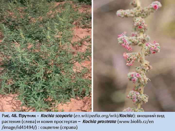 Рис. 48. Прутняк - Kochia scoparia (en. wikipedia. org/wiki/Kochia): внешний вид растения (слева) и