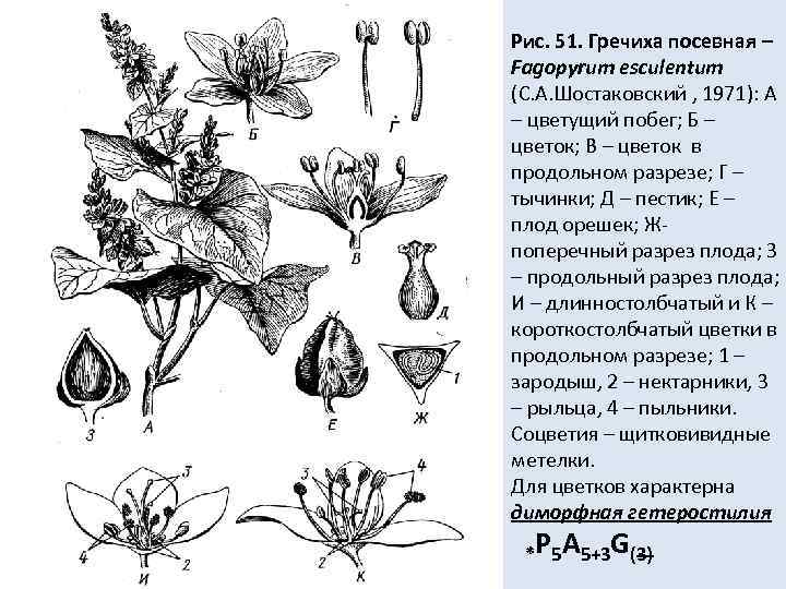Рис. 51. Гречиха посевная – Fagopyrum esculentum (С. А. Шостаковский , 1971): А –