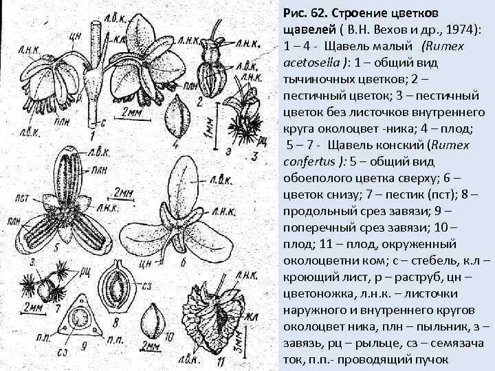 Рис. 62. Строение цветков щавелей ( В. Н. Вехов и др. , 1974): 1