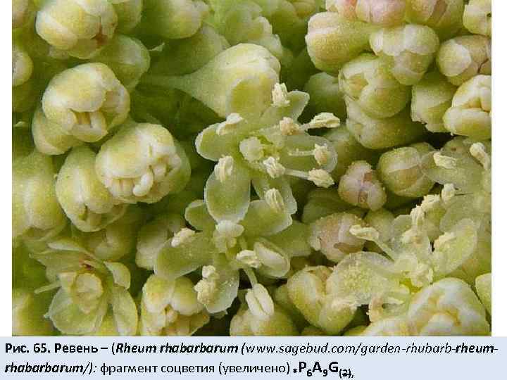 Рис. 65. Ревень – (Rheum rhabarbarum (www. sagebud. com/garden-rhubarb-rheumrhabarbarum/): фрагмент соцветия (увеличено) *Р 6