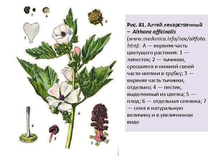 Алтей латынь. Алтей армянский (Althaea armeniaca). Алтей лекарственный растение. Алтей лекарственный (Althaea officinalis). Алтей Фармакогнозия.