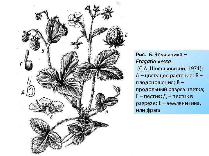 Рис. 6. Земляника – Fragaria vesca (С. А. Шостаковский, 1971): А – цветущее растение;