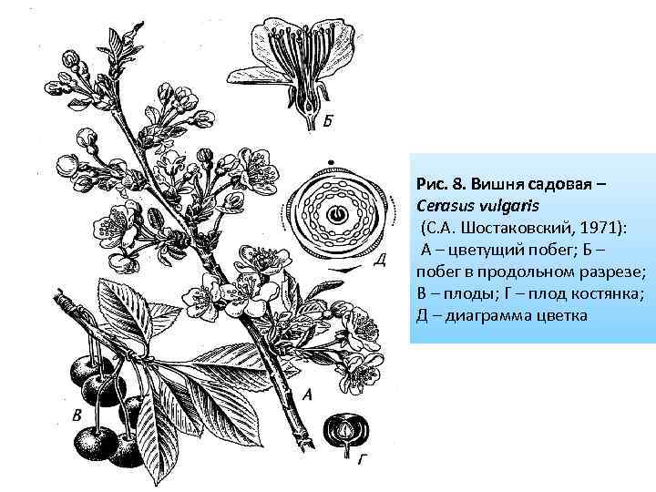 Диаграмма цветка впр. Семейство Крушиновые диаграмма цветка. Крушина ломкая диаграмма цветка. Тополь диаграмма цветка. Крыжовниковые (Grossulariaceae) диаграмма цветка.