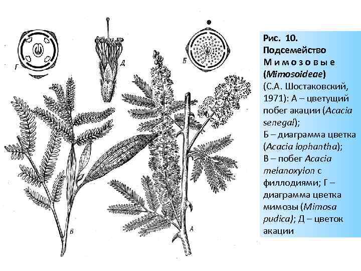 Диаграмма цветка тысячелистника обыкновенного