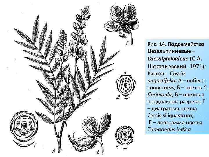 Рис. 14. Подсемейство Цезальпиниевые – Caesalpinioideae (С. А. Шостаковский, 1971): Кассия - Cassia angustifolia: