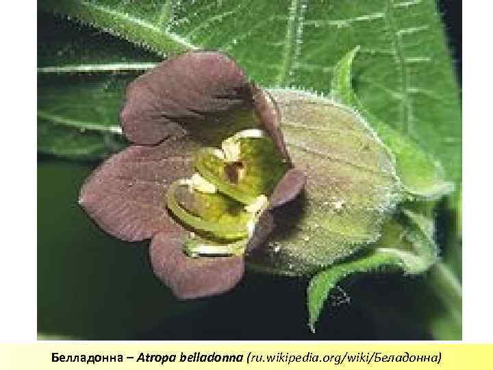 Белладонна – Аtropa belladonna (ru. wikipedia. org/wiki/Беладонна) 