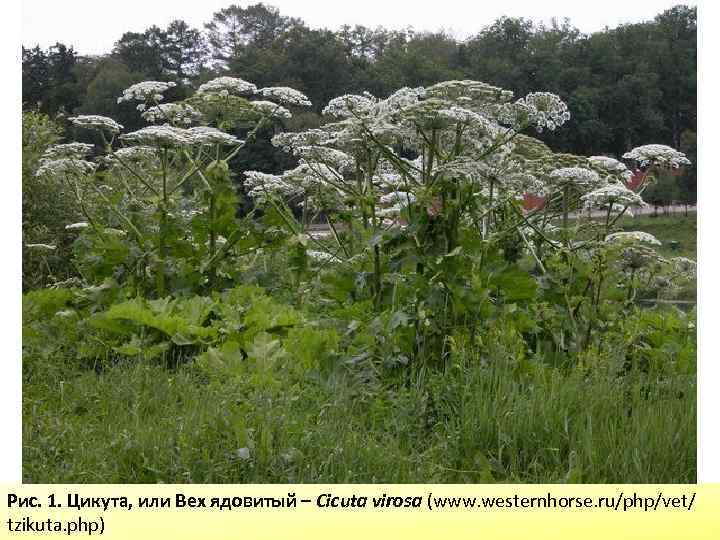 Рис. 1. Цикута, или Вех ядовитый – Cicuta virosa (www. westernhorse. ru/php/vet/ tzikuta. php)