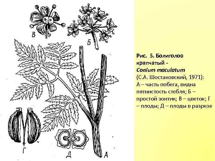 Классифицируйте приведенное на рисунке соцветие болиголова пятнистого по всем пяти вариантам