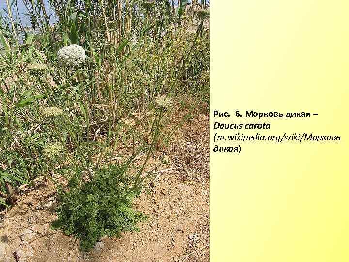 Рис. 6. Морковь дикая – Daucus carota (ru. wikipedia. org/wiki/Морковь_ дикая) 
