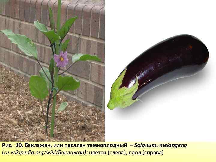 Рис. 10. Баклажан, или пасллен темноплодный – Solanum. melongena (ru. wikipedia. org/wiki/Баклажан): цветок (слева),