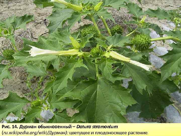 Рис. 14. Дурман обыкновенный – Datura stramonium (ru. wikipedia. org/wiki/Дурман): цветущее и плодоносящее растение