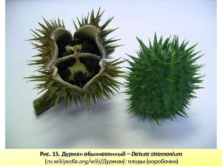 Рис. 15. Дурман обыкновенный – Datura stramonium (ru. wikipedia. org/wiki/Дурман): плоды (коробочки) 