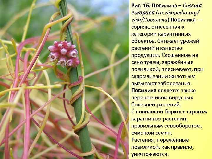 Рис. 16. Повилика – Cuscutа europaea (ru. wikipedia. org/ wiki/Повилика) Повилика — сорняк, отнесенная