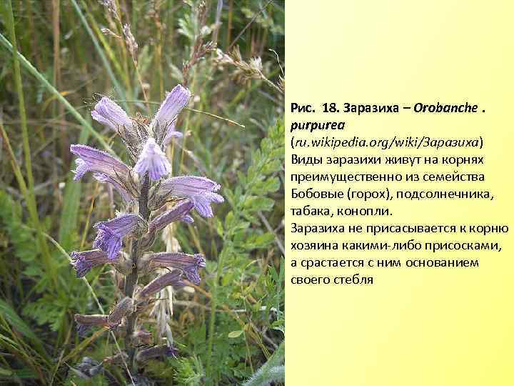 Рис. 18. Заразиха – Оrobanche. purpurea (ru. wikipedia. org/wiki/Заразиха) Виды заразихи живут на корнях