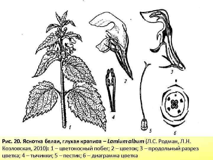 Рис. 20. Яснотка белая, глухая крапива – Lamium album (Л. С. Родман, Л. Н.