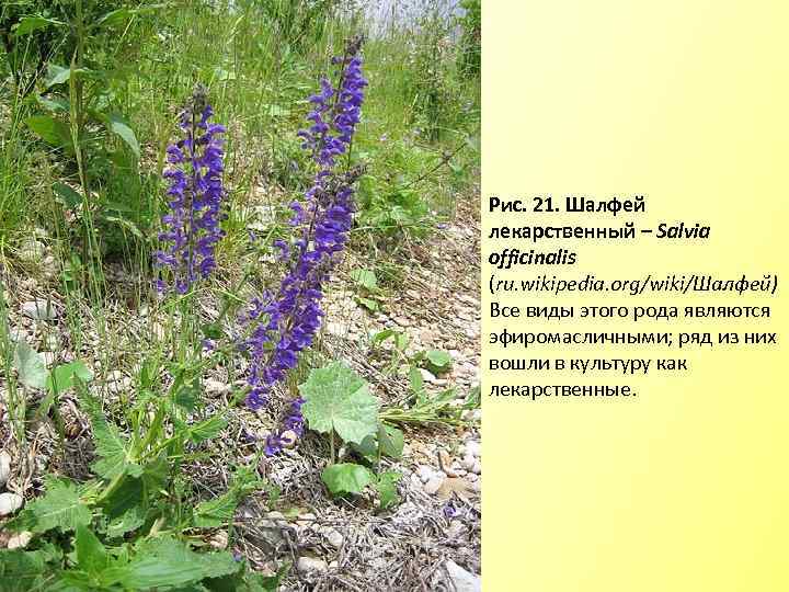 Рис. 21. Шалфей лекарственный – Salvia officinalis (ru. wikipedia. org/wiki/Шалфей) Все виды этого рода