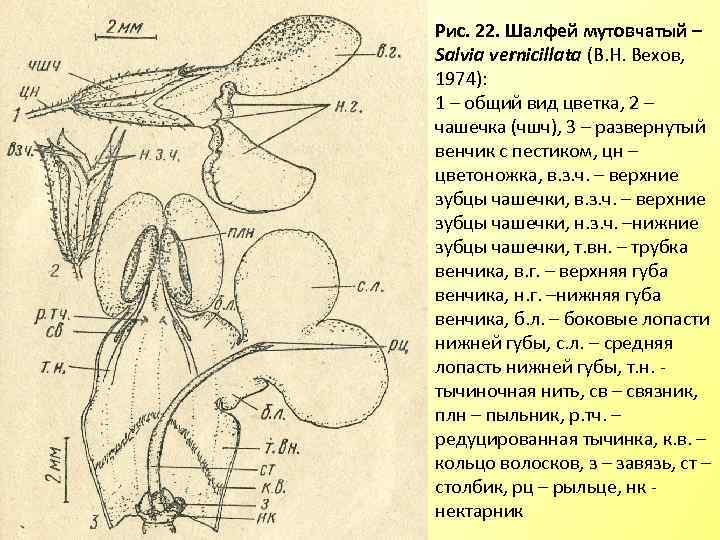 Рис. 22. Шалфей мутовчатый – Salvia vernicillata (В. Н. Вехов, 1974): 1 – общий