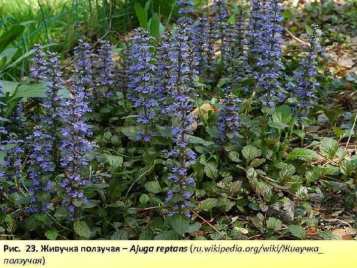 Рис. 23. Живучка ползучая – Ajuga reptans (ru. wikipedia. org/wiki/Живучка_ ползучая) 