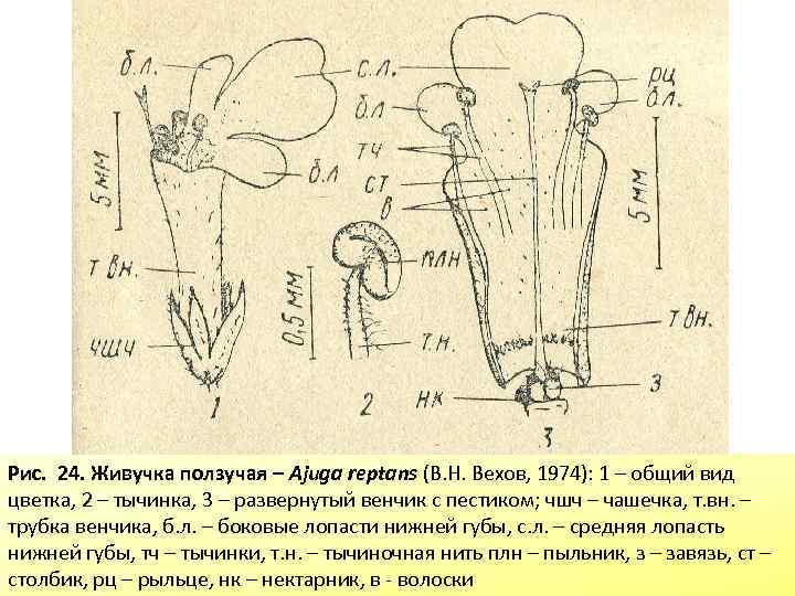Рис. 24. Живучка ползучая – Ajuga reptans (В. Н. Вехов, 1974): 1 – общий